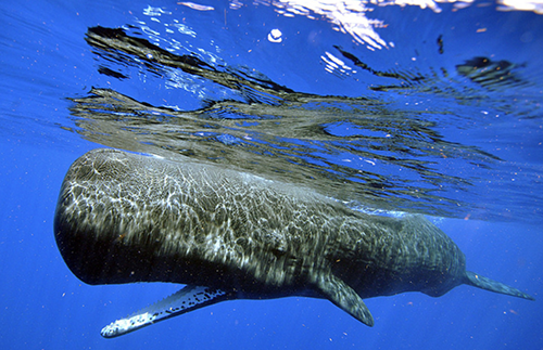 Bayena: Whales in Guam Waters - Guampedia